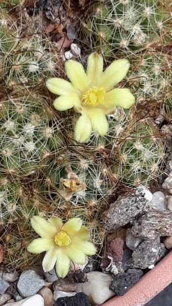 Mammillaria surculosa